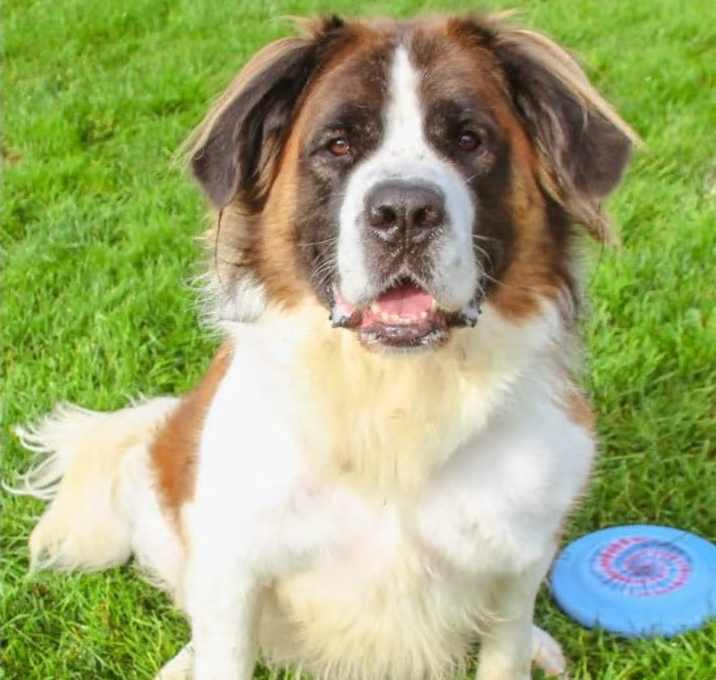 Photo of Goose