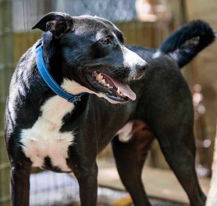 Photo of Whiskey