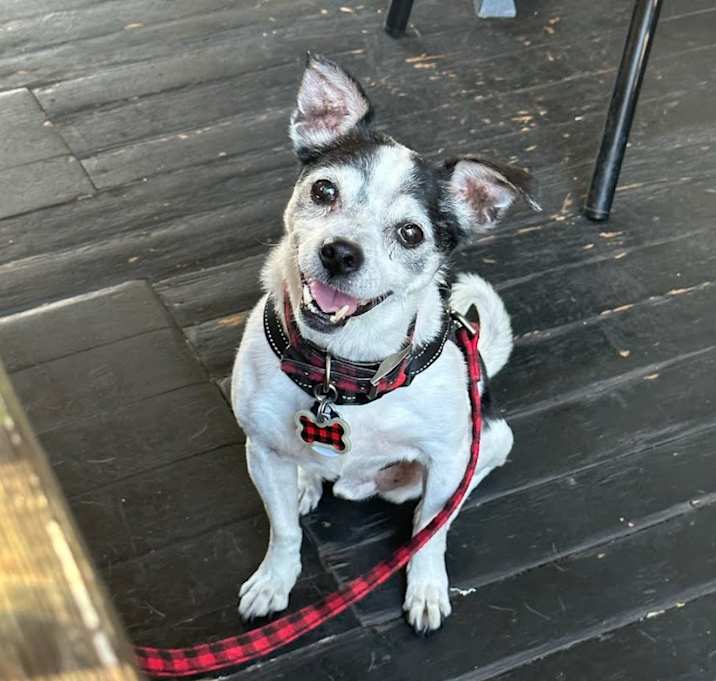 Photo of Othello