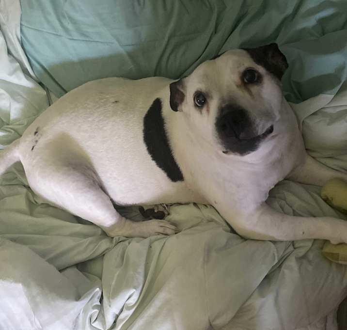 Photo of Niko