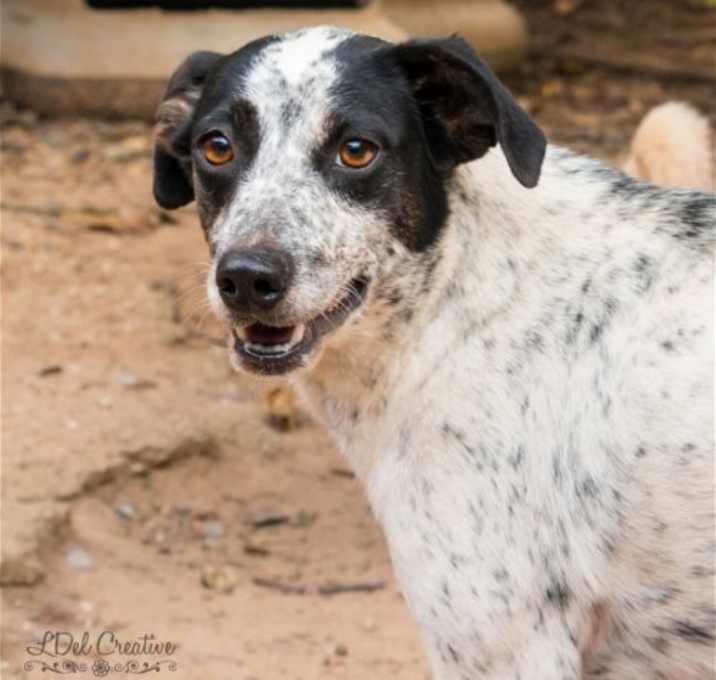 Photo of Bluebell