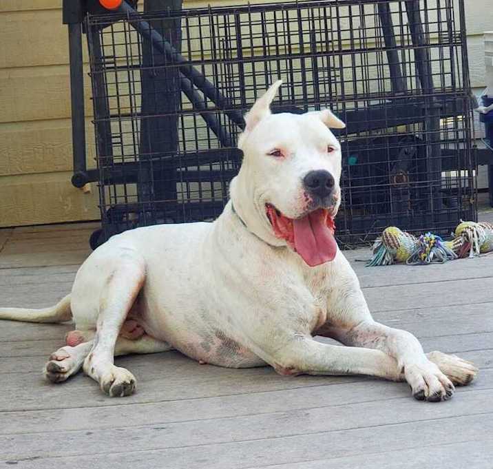 Photo of Bruno