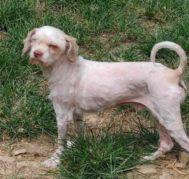 Photo of Dexter