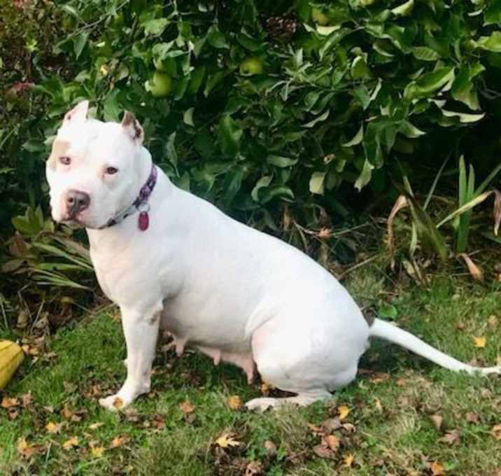 Photo of Cupcake –Great, sweet snuggler