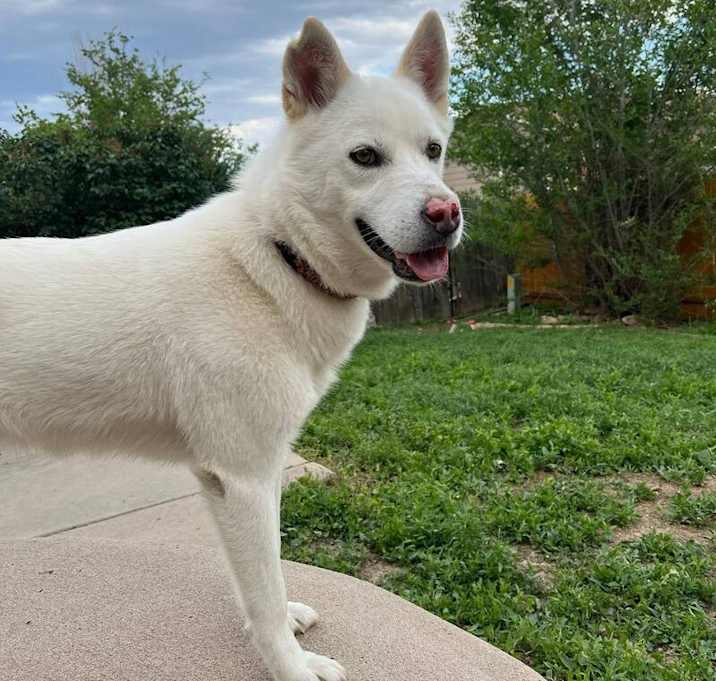 Photo of Aspen (Sampson)
