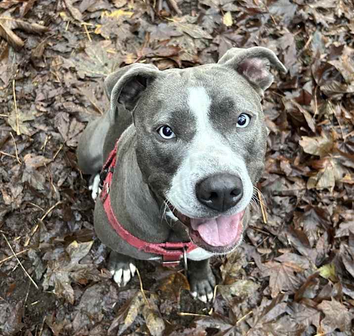Photo of Dolly - AVAILABLE