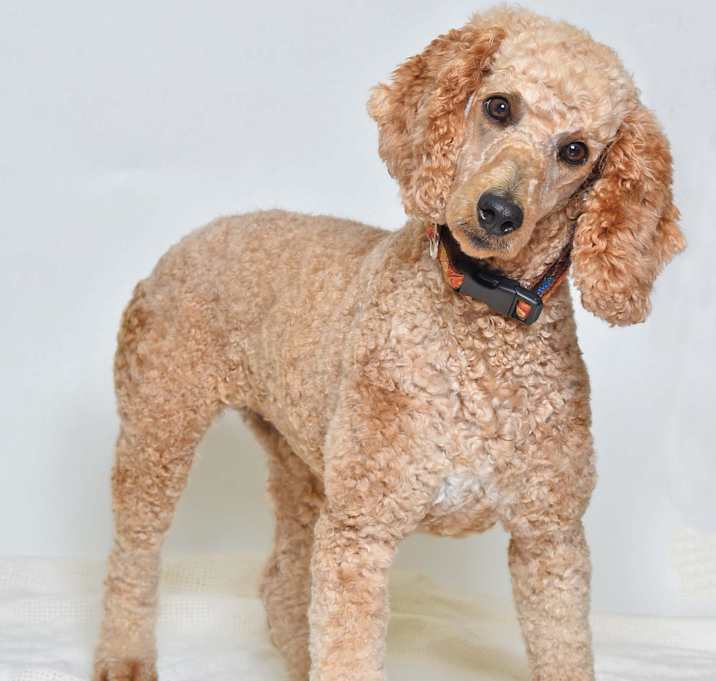 Photo of Ruby