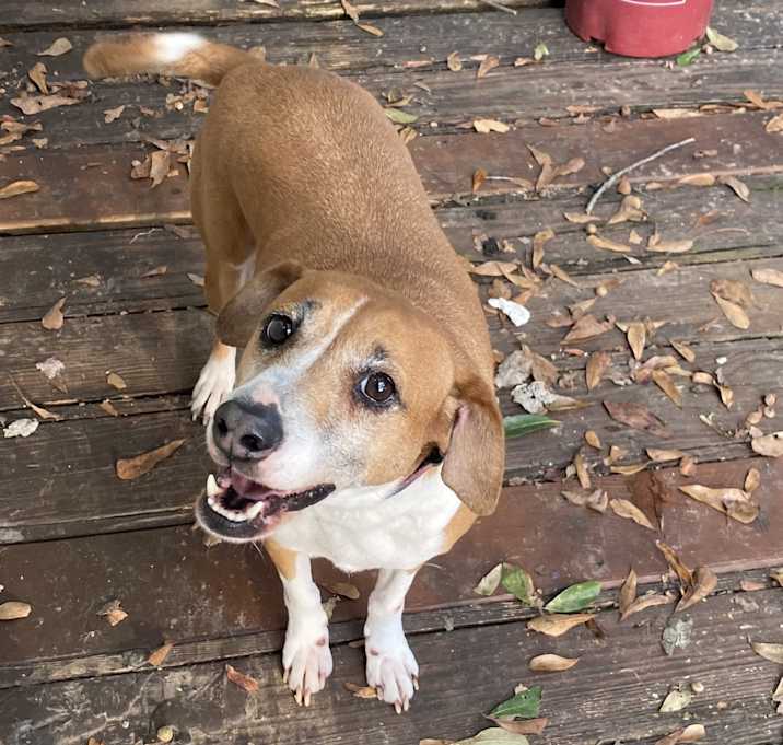 Photo of Delilah - Courtesy Post