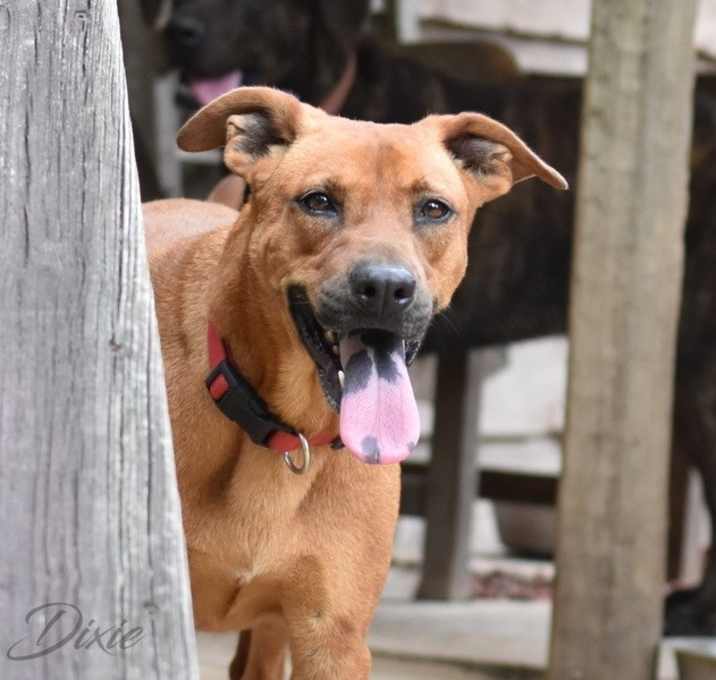 Photo of Dixie (Trinity)