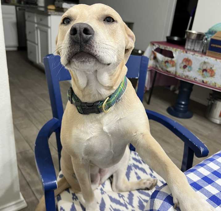 Photo of Shiloh