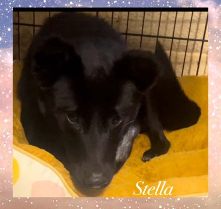 Photo of Stella