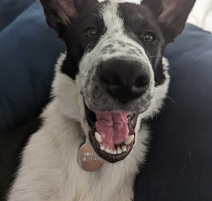 Photo of Ripley