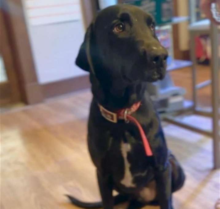 Photo of Gunner