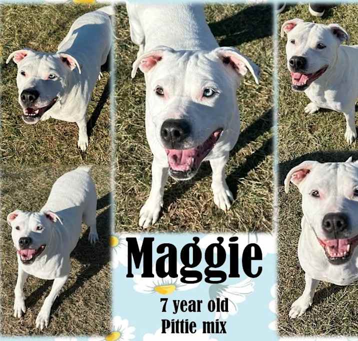 Photo of Maggie2 - ROCKFORD