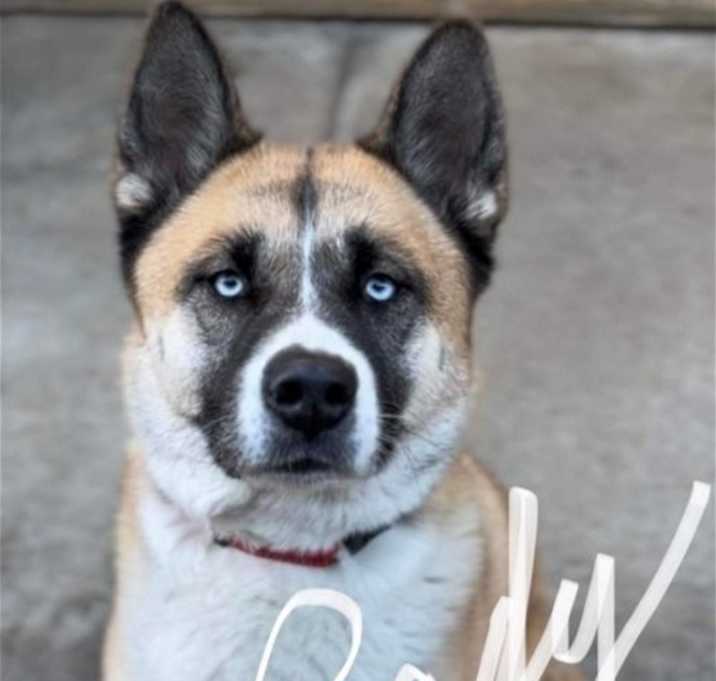 Photo of **Lady**