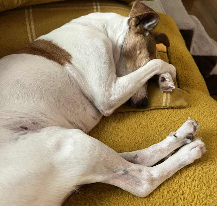 Photo of Polly