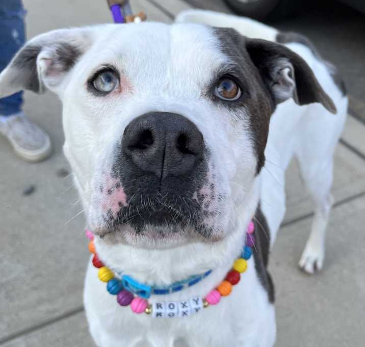 Photo of Roxy