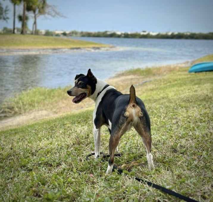 Photo of Bilbo (FL)