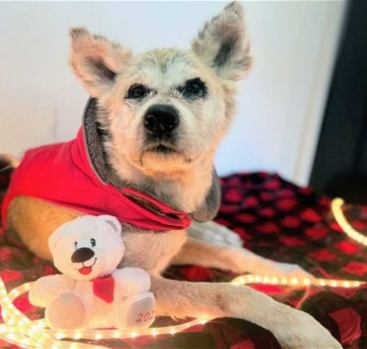 Photo of Bambi