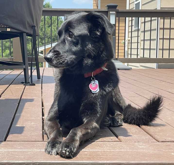 Photo of Otis