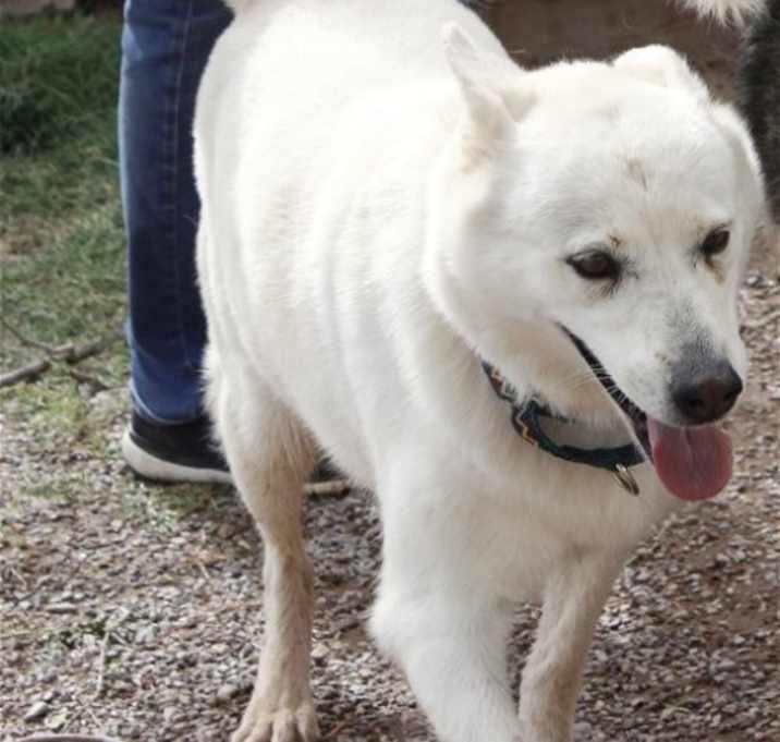 Photo of Misty (adult)