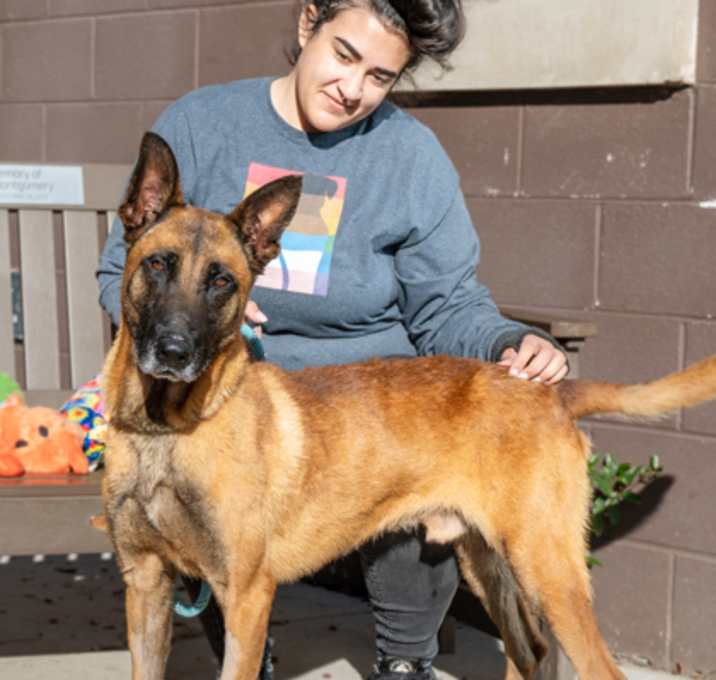 Photo of Shemka-IN FOSTER
