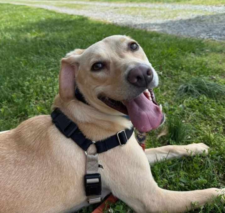 Photo of Scrappy