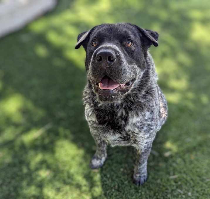 Photo of Pepper