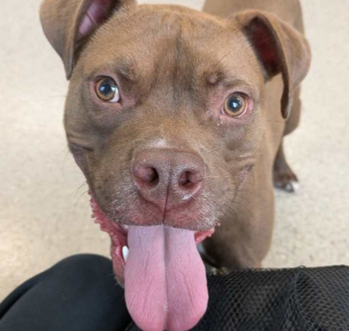Photo of Chevy (23-203 D)