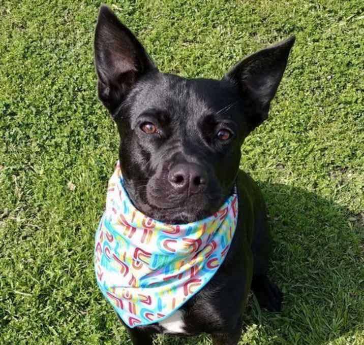Photo of DIAMOND DOG - Bubbles