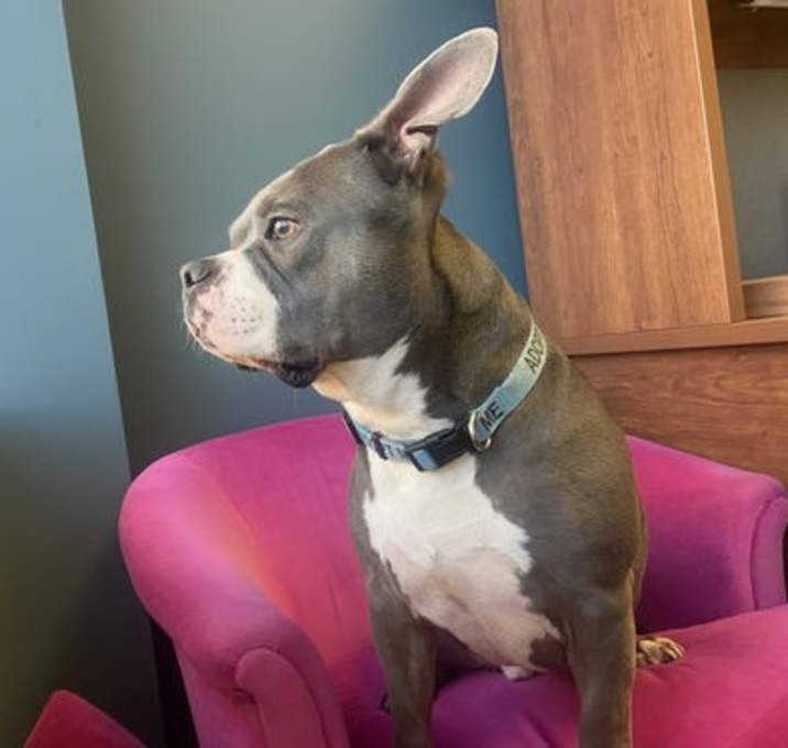 Photo of Diesel