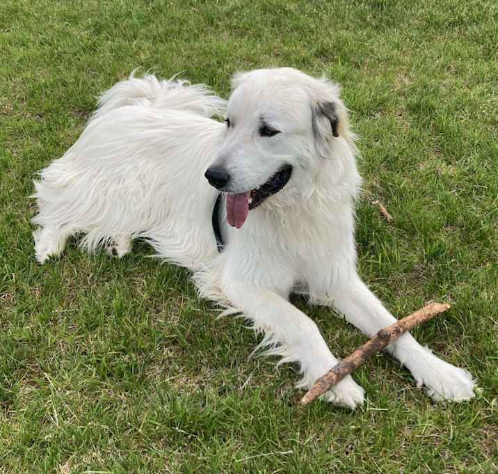 Photo of Loki