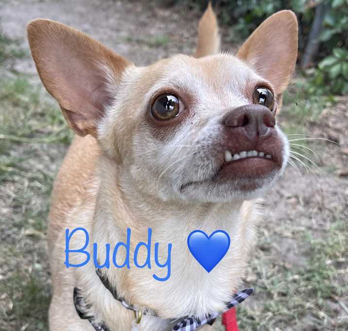 Photo of Buddy