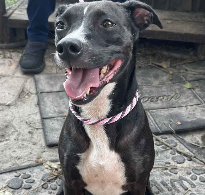 Photo of Midge
