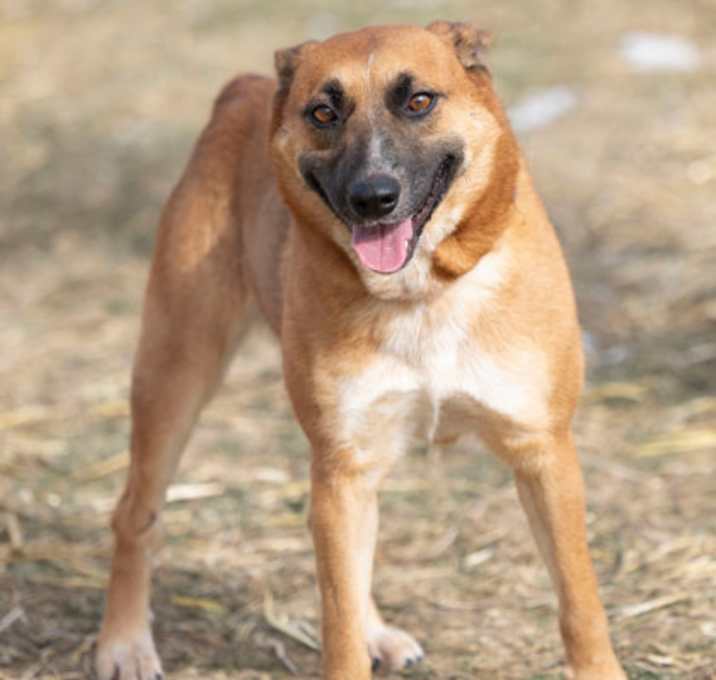 Photo of Cinnamon