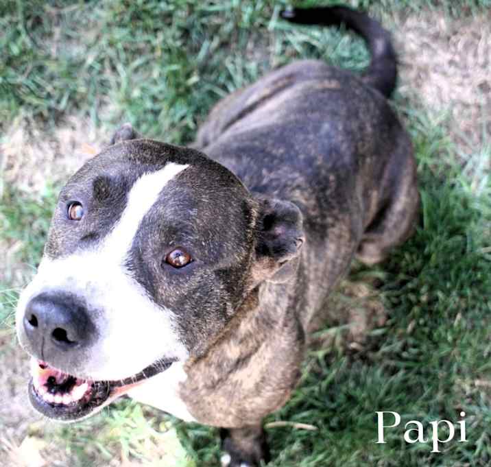 Photo of Papi (Cross Post)