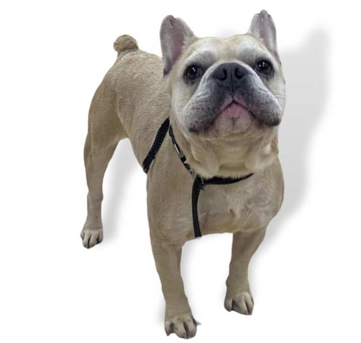 Photo of Bucky