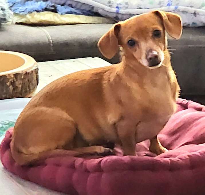 Photo of Sadie