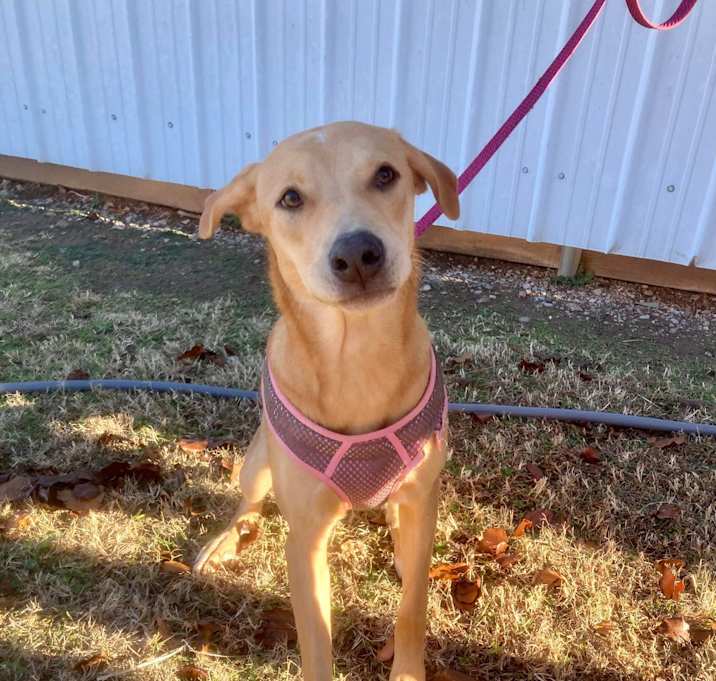 Photo of Honey