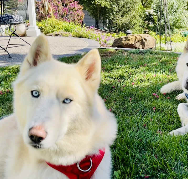 Photo of Sherlock and Watson