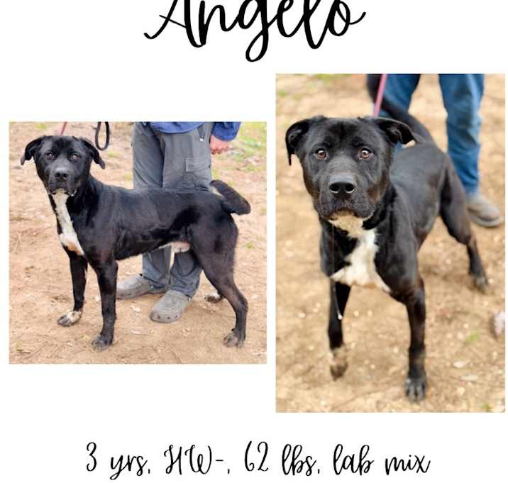Photo of Angelo