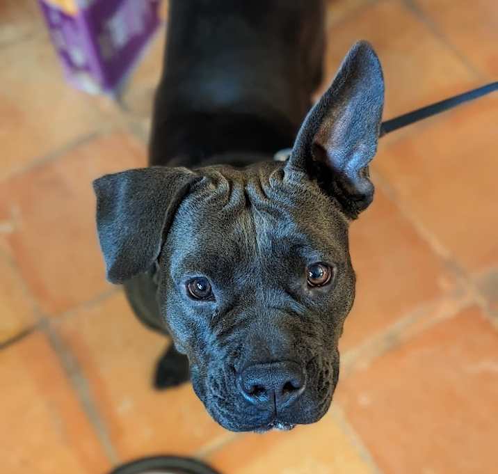 Photo of Huggie