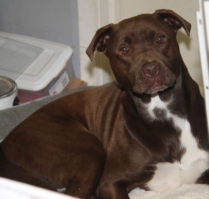 Photo of Sheldon (Neutered)-Pic 12/6/23