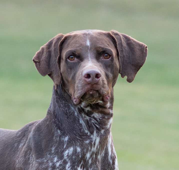 Photo of Brown