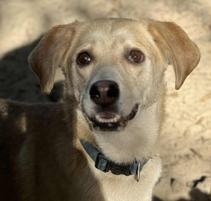 Photo of Brownie
