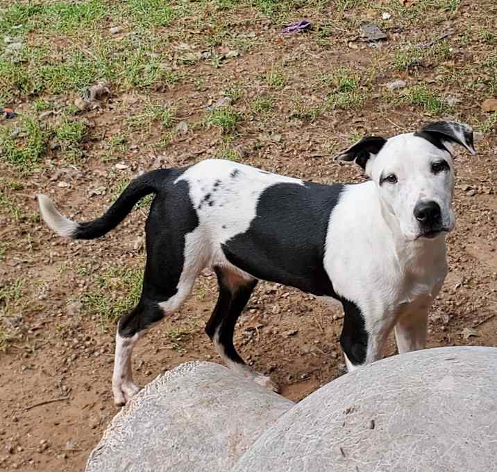Photo of Spot