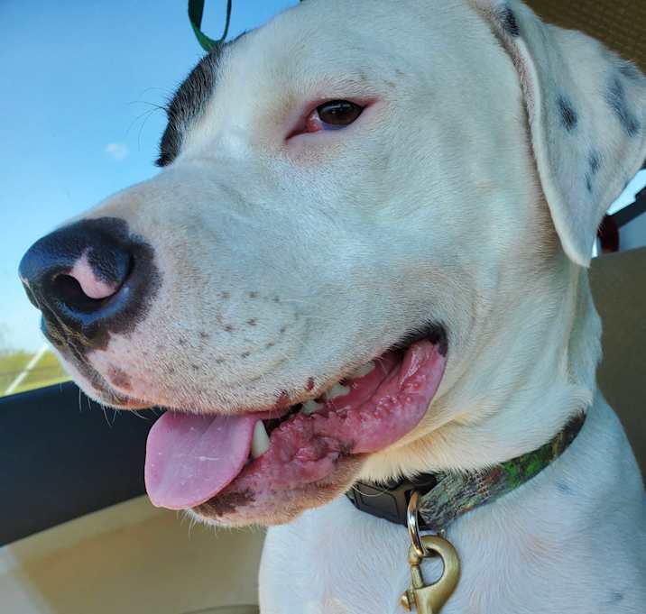 Photo of Tanner