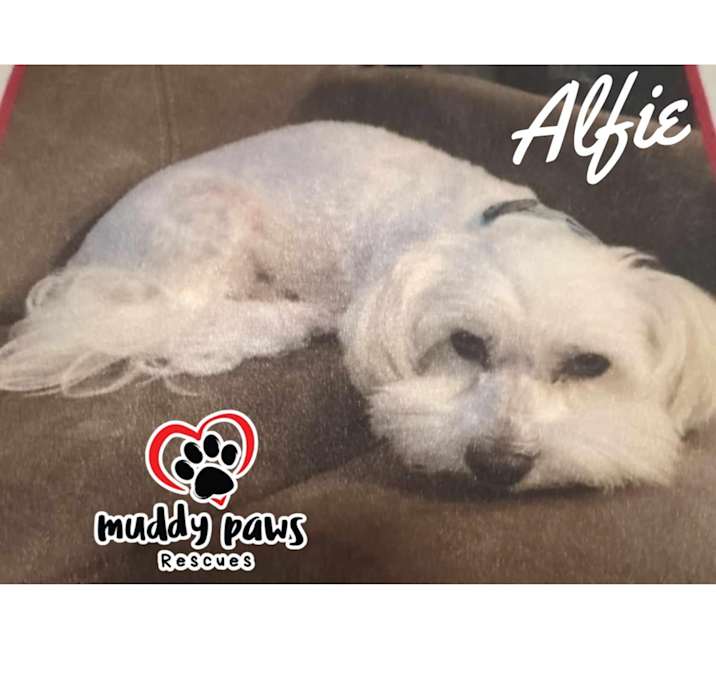 Photo of Alfie