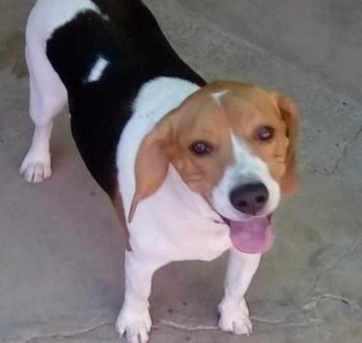 Photo of Copper - Adopted  2-8-25!