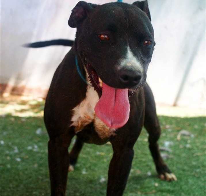Photo of Raven-ADOPTED 11/25/24